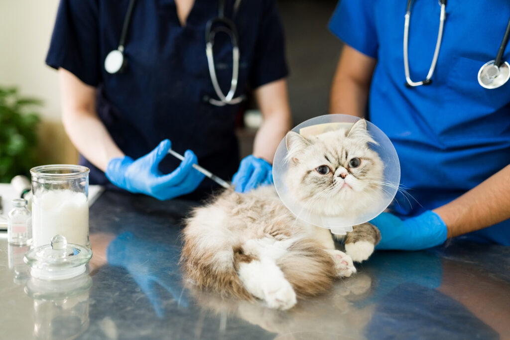 Beautiful sick cat being vaccinated by a vet at the animal clinic