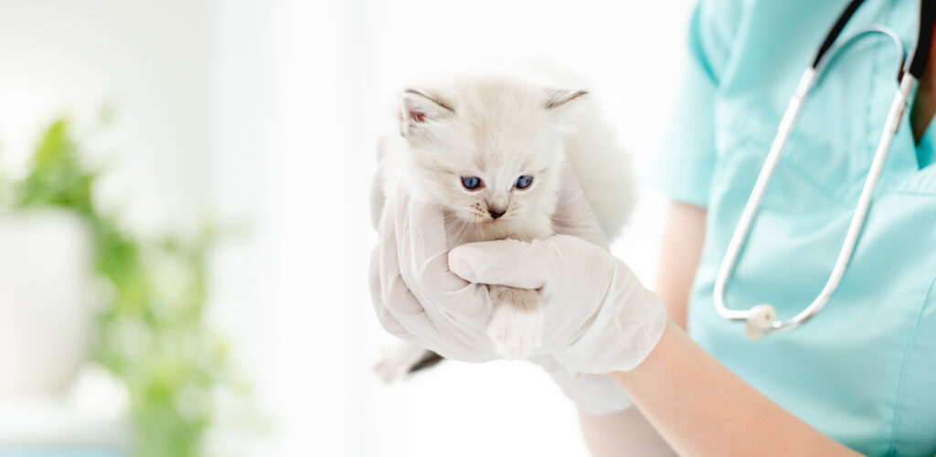Ragdoll kitten at veterinerian clinic