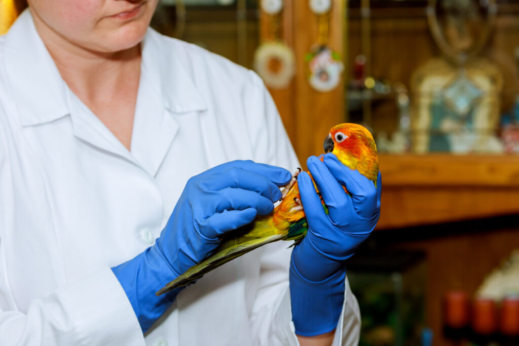 Cute girl at veterinarian with her parrot